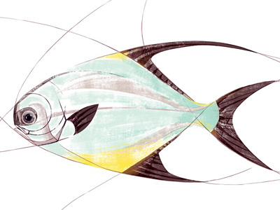 Permit fishy art fly fishing fly fishing art fly fishing flats permit permit on fly