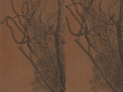 Beddagana_Wetland_Park_Pen_and_Ink_Drawing_Series drawing illustration