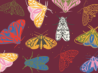 Moths bugs fall moths