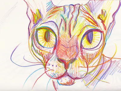 Rainbow Sphynx animal cat color pencil drawing illustration multi color pencil drawing rainbow sphynx sphynx cat