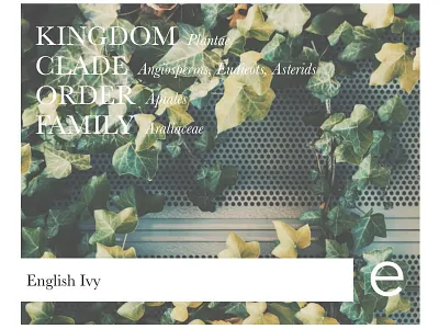 E architecture design green layout personal project pink plants practice snapshot typography