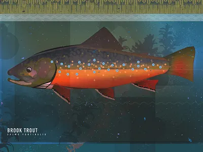 Brook Trout graphic design illustration mixed media trout