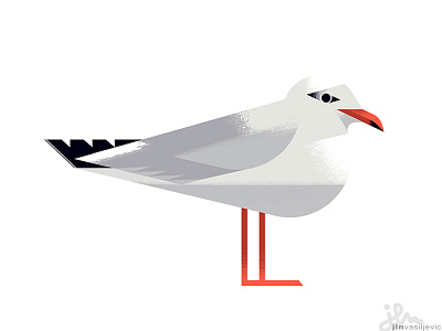 Chroicocephalus Ridibundus animal art bird birds design drawing gull illustration minimal nature ornithology