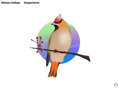 Birds of Siberia - Waxwing art birds drawing siberia waxwing