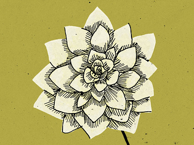 yellow flower colors drawing floral flower illustration ink