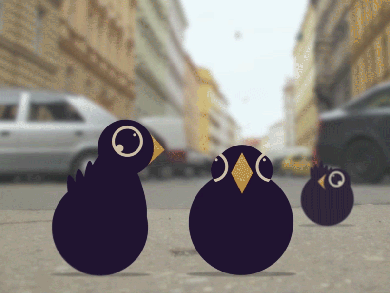 Burds animation gif loop motion design