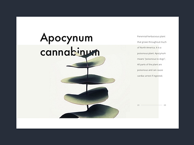 Apocynum Cannabinum plant balance clean design interface simple ui ux