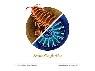 The Circles Of Life 3 animal bug creature illustration millipede nature