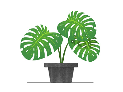 Plant monstera deliciosa plant