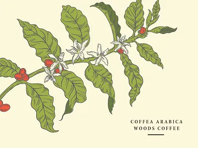 Coffee Plant aribica coffee coffee plant growing handdrawn ipad pro leaf plant procreate