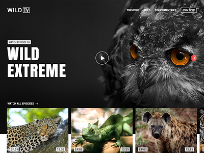 Wild Tv Streaming adventure episodes landing page live tv photography streaming video wild