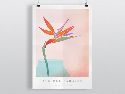 Ave del Paraíso ave del paraiso bird of paradise colombia design flower illustration leaf plant shot