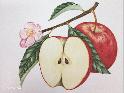 Where's Snow white? apple colorpencil drawing illustration vintage illustration