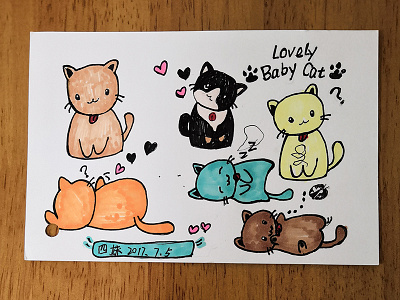 lovely baby cat cat