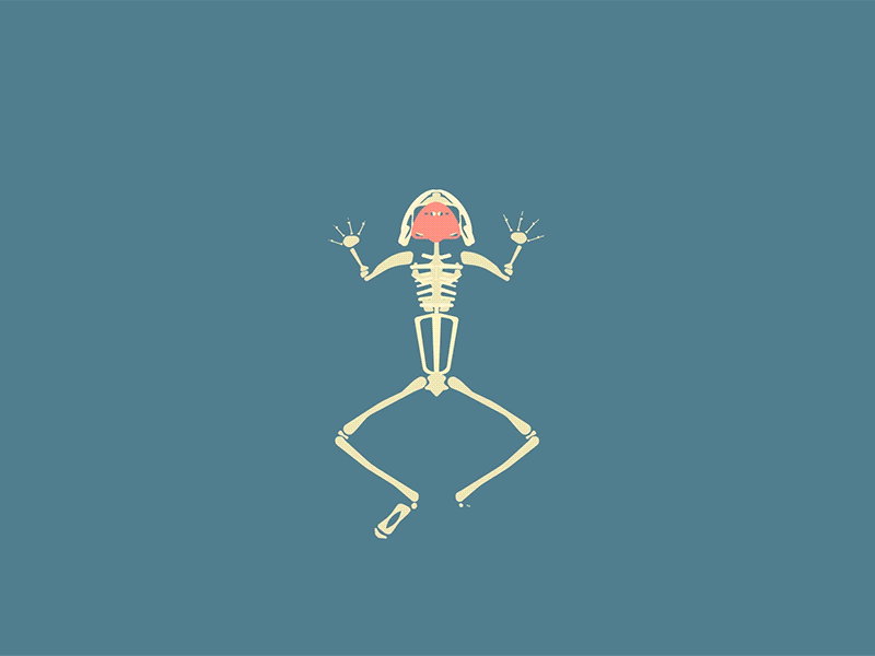 science class frog anatomy animal animation frog illustration motion design school