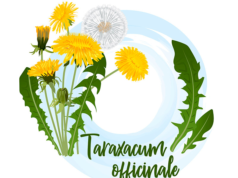 Example of Taraxacum