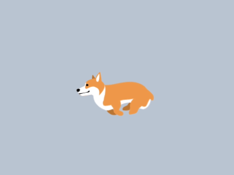 Welsh Corgi dog run welsh corgi