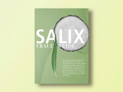 Salix graphicdesign poster posterdesign salix typography willow
