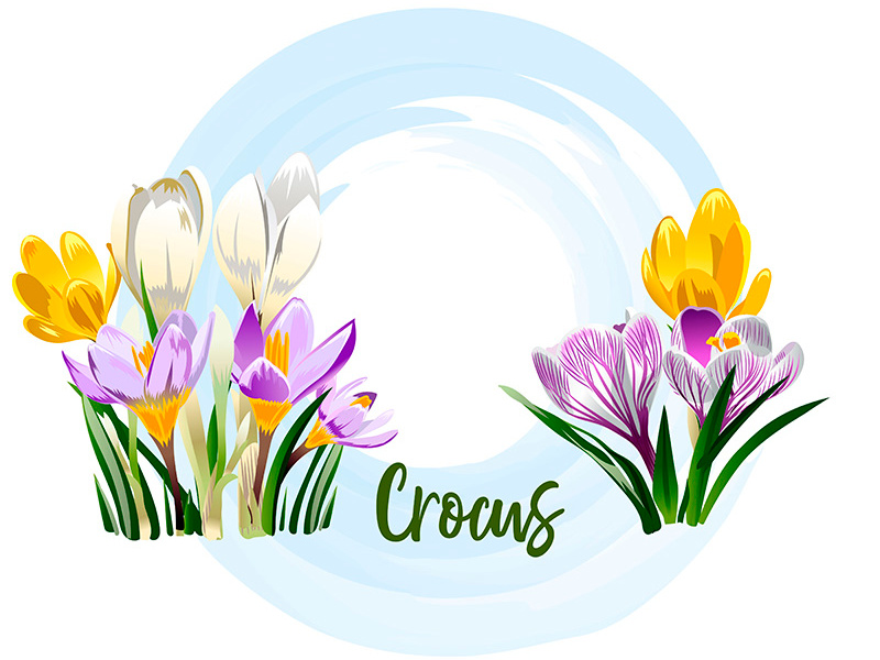 Example of Crocus