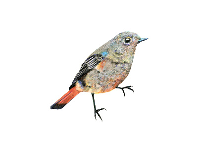 Redstart birds drawing feather illustration pencil redstart