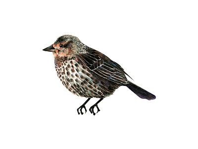 Red-winged Blackbird birds blackbird drawing illustration pencil