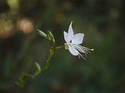 “Gaura” Oenothera lindheimeri flora flower nature photography