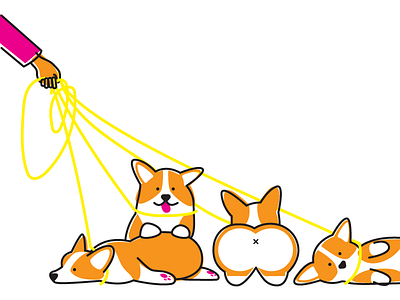 Lazy Corgi Walk corgi corgis dog walk walking dogs