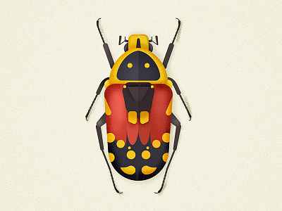 Flower beetle beetle bug coleoptera flowerbeetle illustration insect insectagram