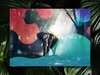 Book Cover book cover page design mockup modern art print save elephant wildlife