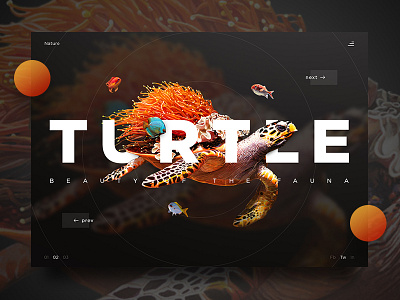 Turtle art design fish landing nature page photography product turtle ui ux website