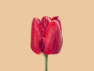 Red Tulip art brushes digital painting floral flower illustration ipad pro procreate app realistic still life texture tulip