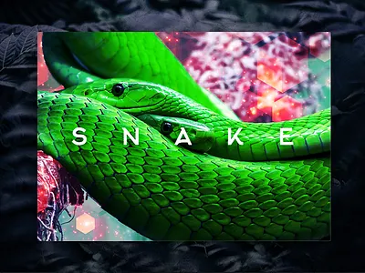 Snake Book Cover art book cover graphic design green media mockup print snake wildlife