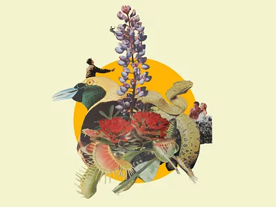 Collage collage illustration national geographic