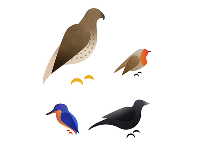 Bird, bird, bird and a bird birds wip