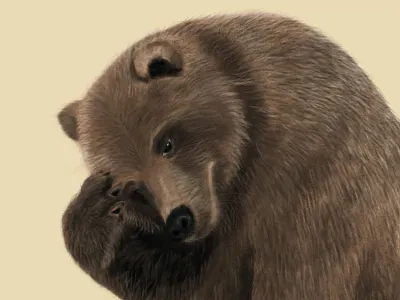 Bear illustraition