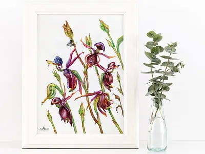 Caleana Major art botany drawing herbs painting plants traditional art watercolor