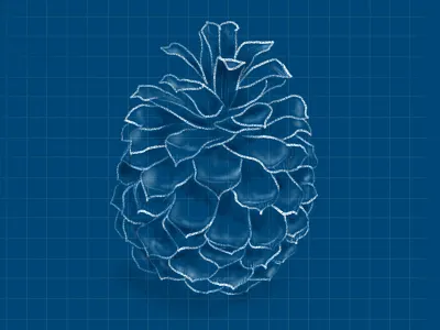 Pinecone blue blueprint chalk cone drawing grid illustration nature pine pinecone sketch tree