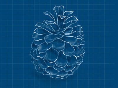 Pinecone blue blueprint chalk cone drawing grid illustration nature pine pinecone sketch tree