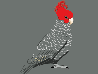 Gang-gang cockatoo animals birds cockatoo illustration parrot vector art wildlife