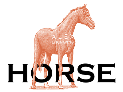 engraving horse drawing engraving graphic hores illustration print