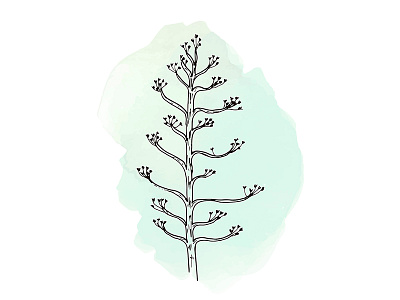 Agave Flower botanic drawing floral flowers illustration ink nature watercolor