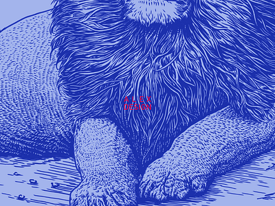 Lion details detail engraving graphic illustration lion