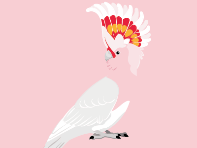 Major Mitchell's cockatoo animals australia birds cockatoo design vector art wildlife