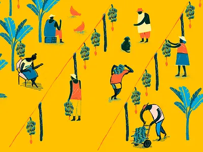 Colombia Plantain Field campasino campesina colombia color farc field land peace people seed war