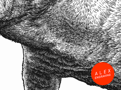 Bulldog detail bulldog detail drawing engraving graphic illustration print