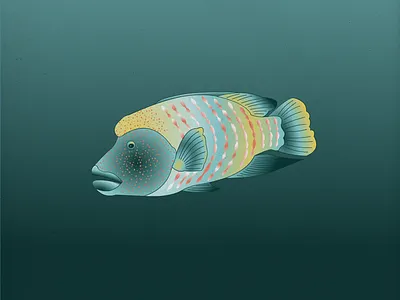 Endangered 09 Humphead Wrasse 100dayproject 100endangeredspecies endangeredspecies illustration the100dayproject