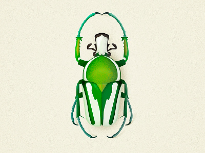 Regal Fruit Chafer beetle bug coleoptera flowerbeetle illustration insect