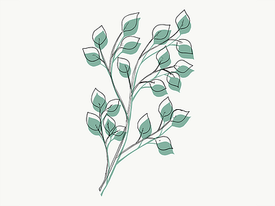 Silver Dollar Eucalyptus Study eucalyptus floral greenery minimal minimalist study