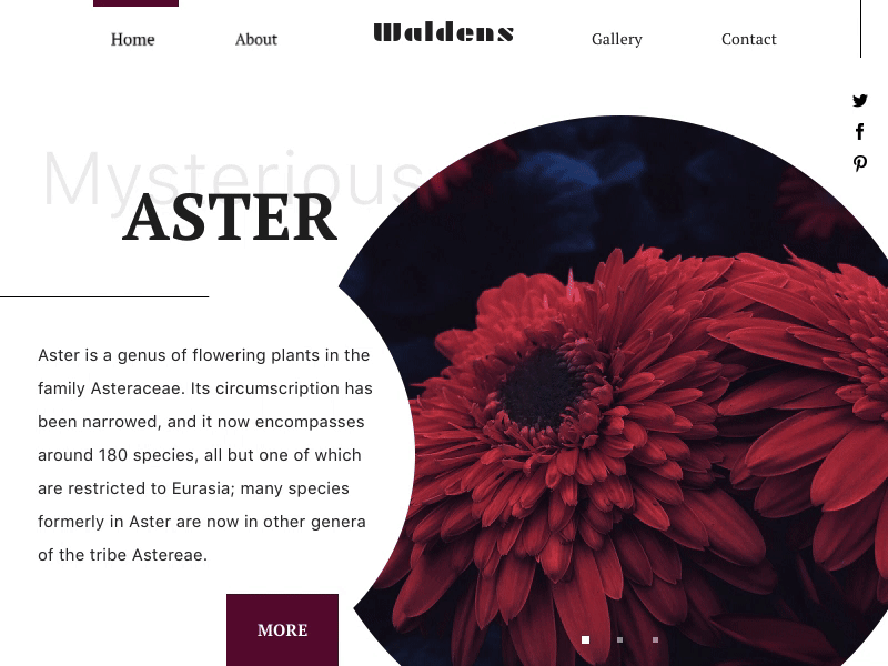 Waldens: Mysterious Plants animation clean interaction interface minimal serif ui ux web web design website