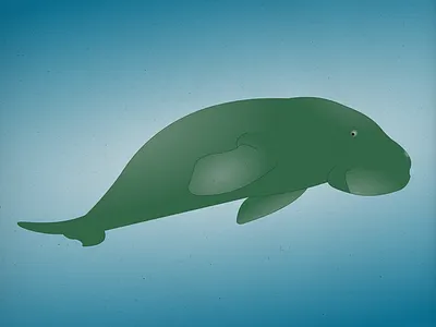 Endangered 12 Dugong 100dayproject 100endangeredspecies endangeredspecies illustration the100dayproject